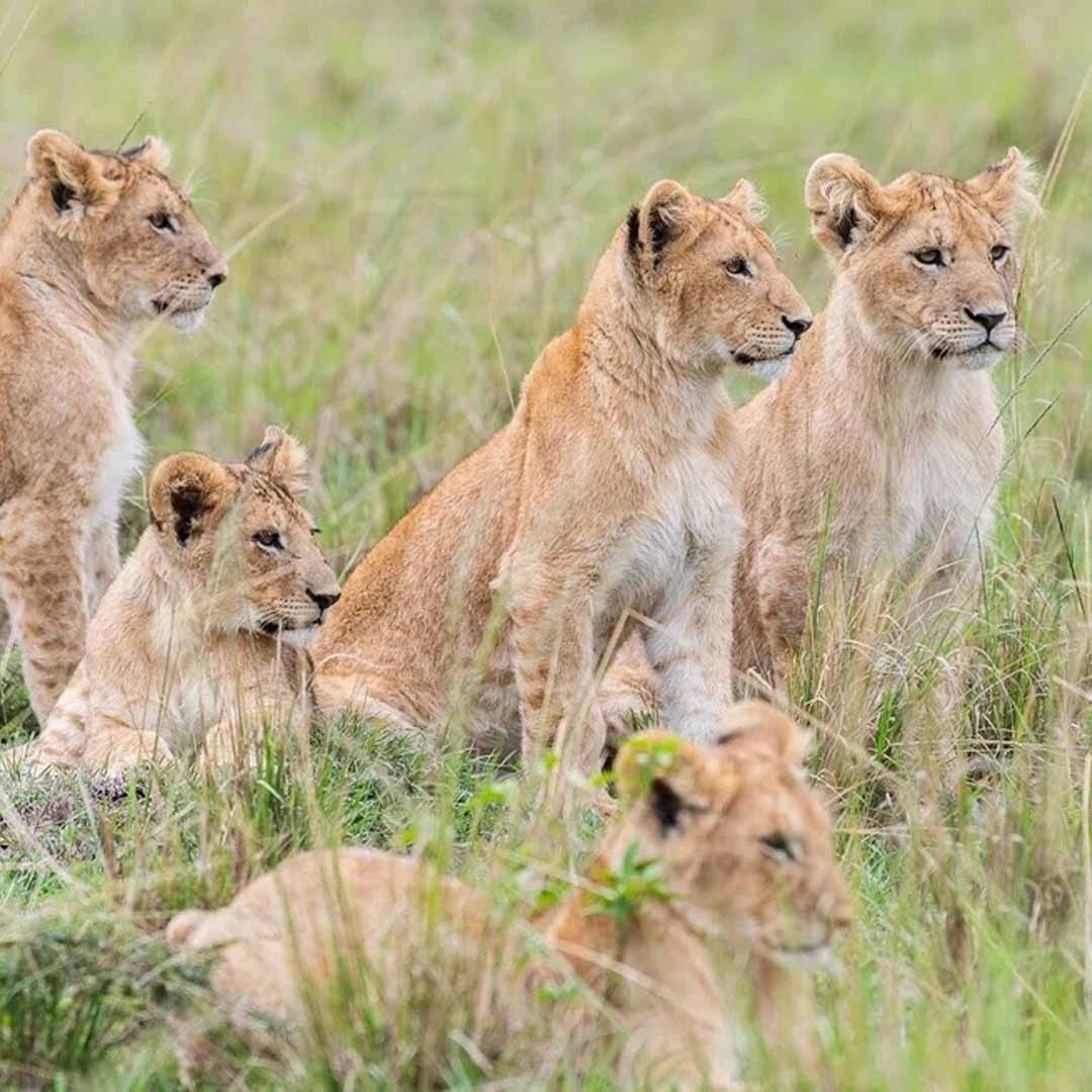 Lewa Wildlife Conservancy