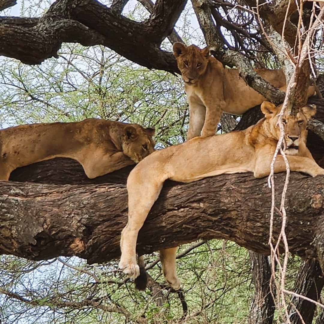 Lake Manyara National Park