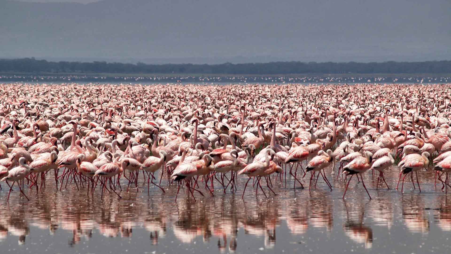 Lake Nakuru National Park