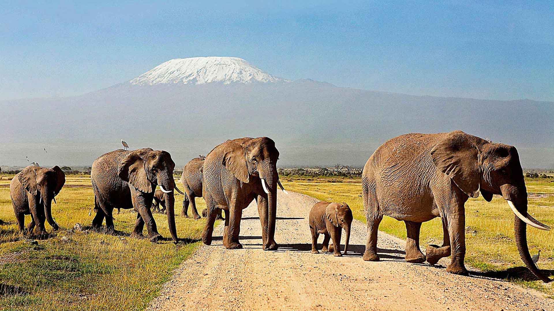 2 Days Amboseli Private Safari from Nairobi