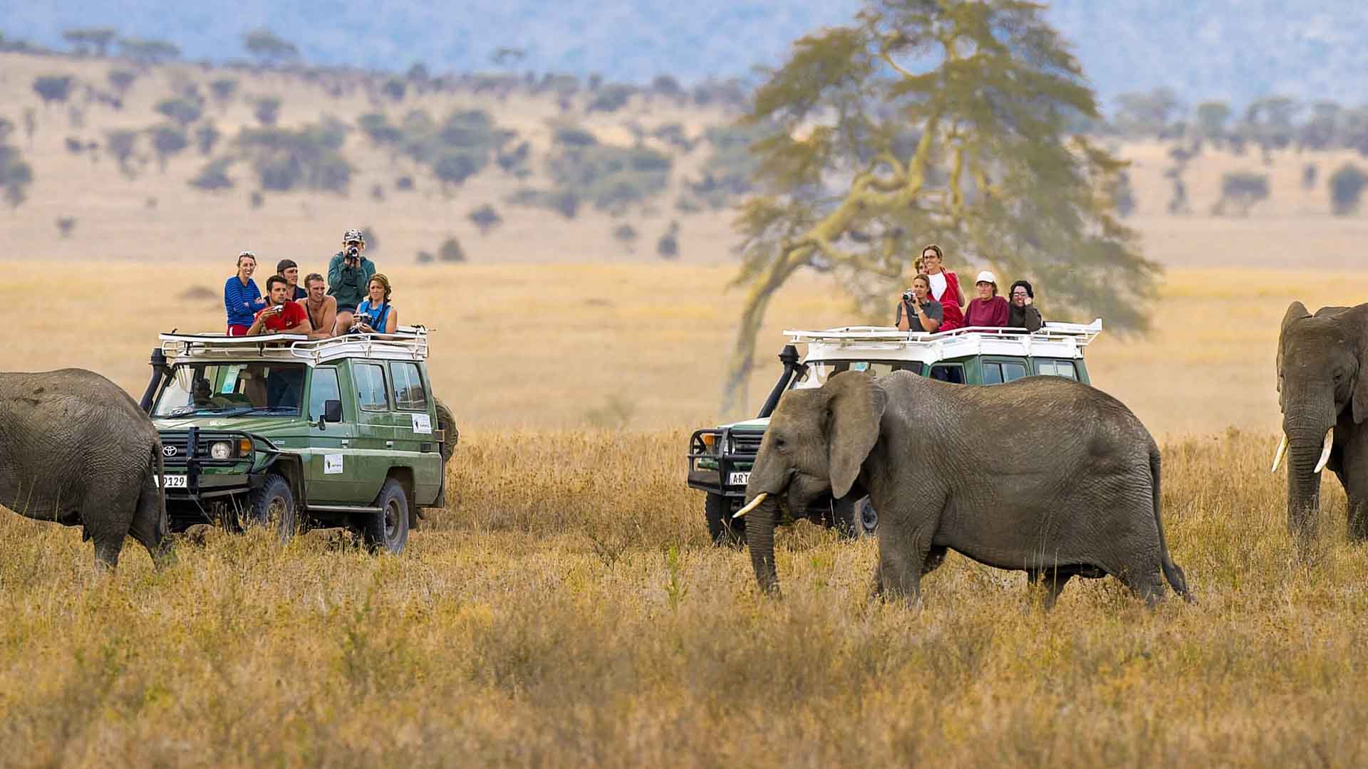 9 Days Grand Kenya Safari - Tsavo, Amboseli, Lake Nakuru, Lake Bogoria & Masai Mara