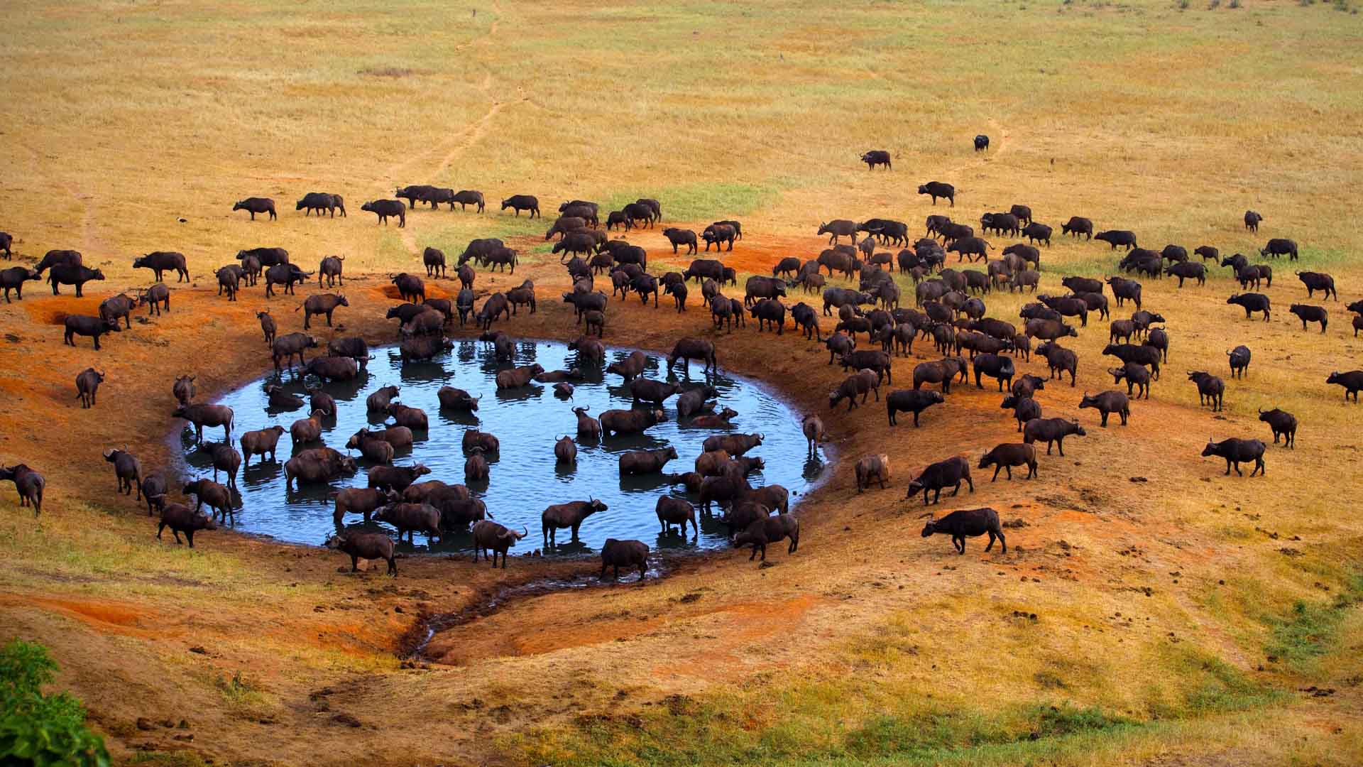 8 Days Masai Mara, Lake Nakuru, Amboseli, Tsavo East & West to the Coast