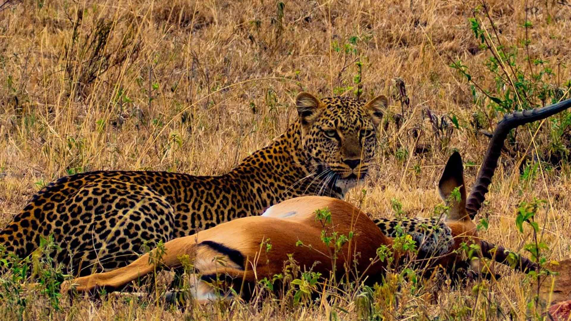 3 Days Samburu Private Safari