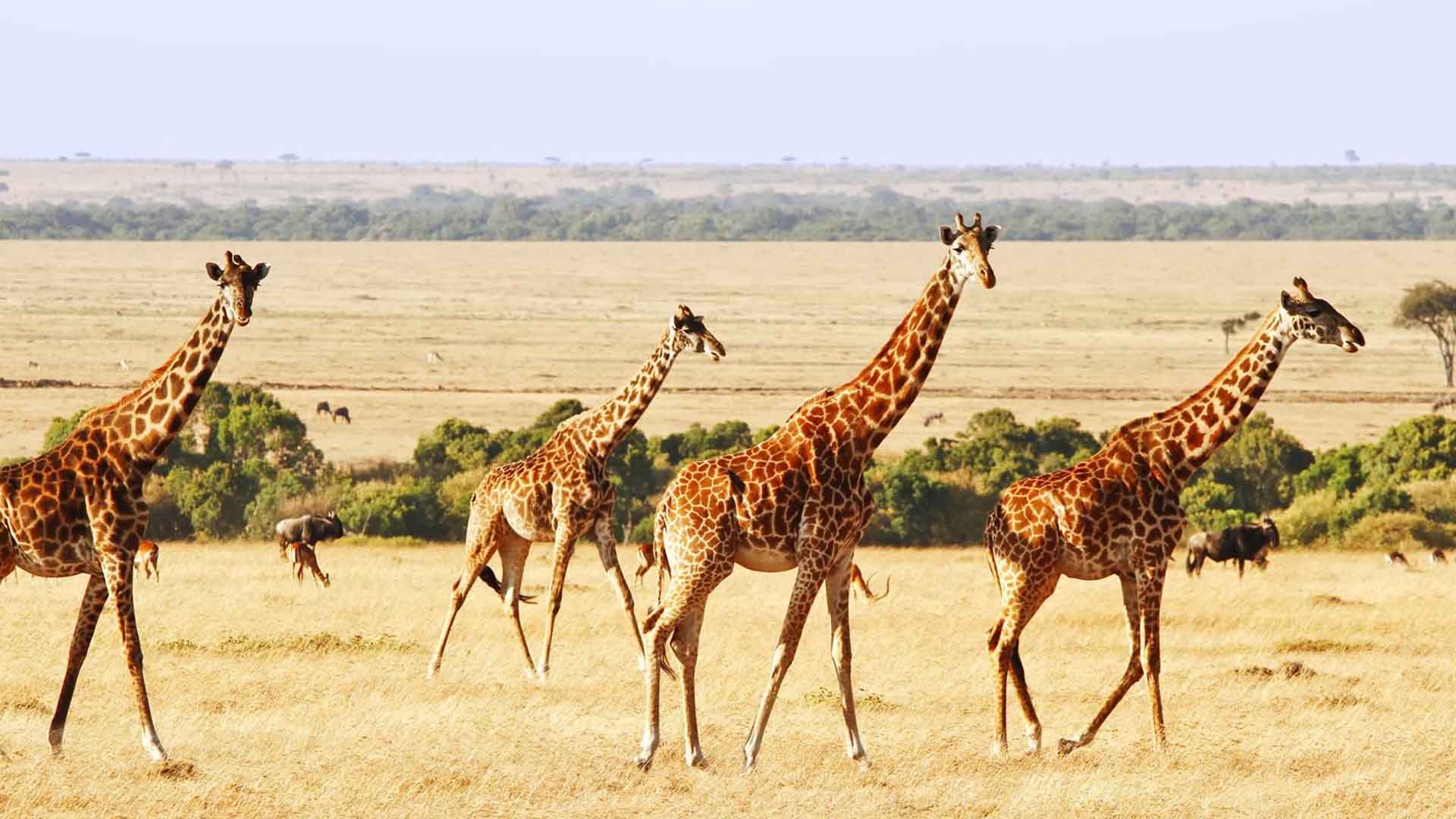 6 Days Samburu, Lake Nakuru & Amboseli Safari