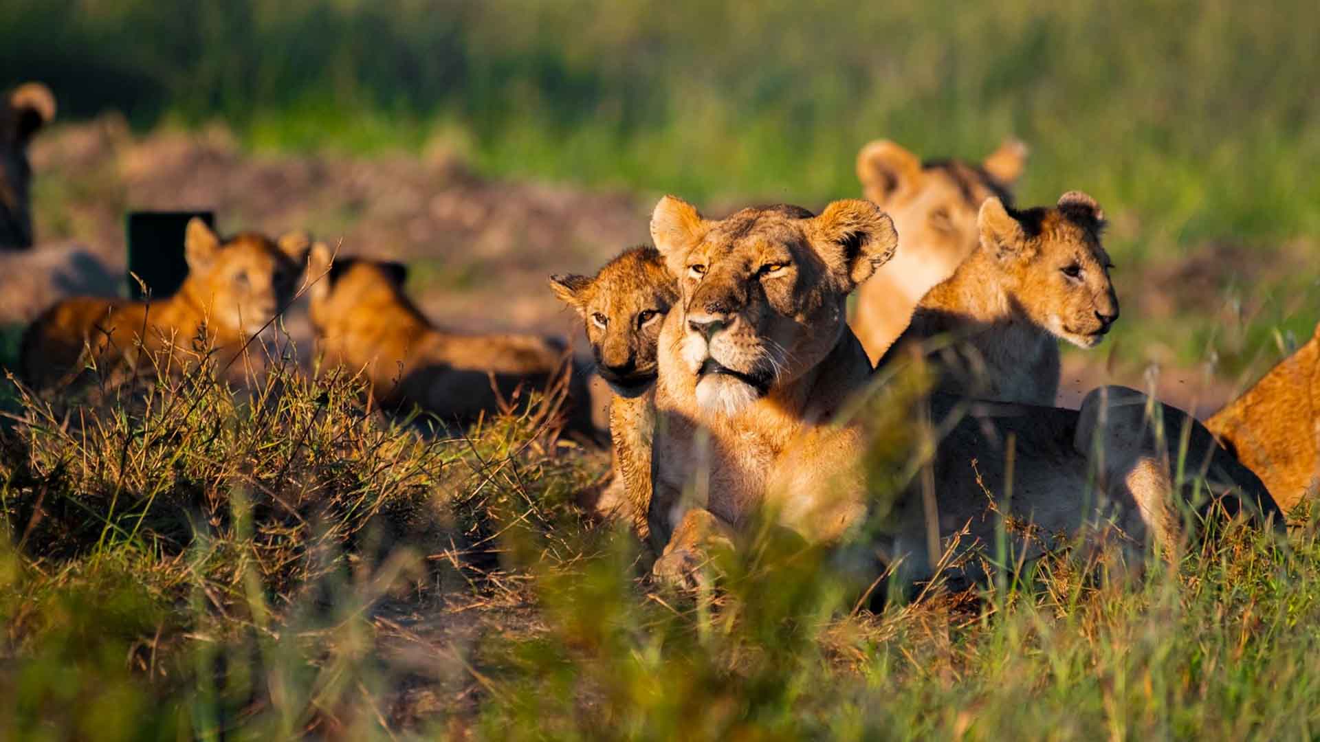 4 Days Samburu & Lake Nakuru Safari