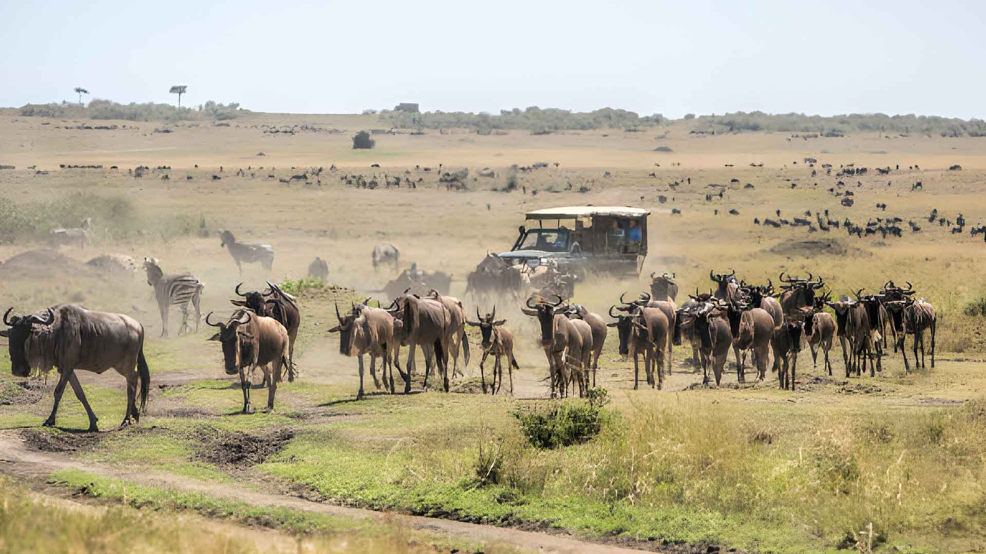 3 Days Masai Mara Private Safari