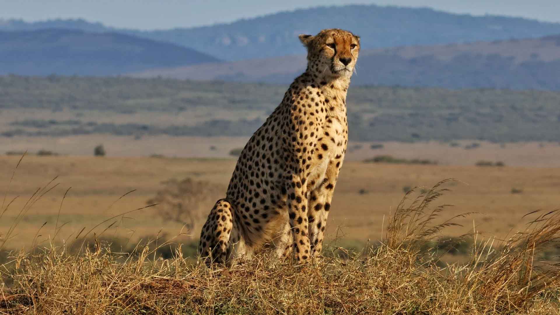 7 Days Masai Mara, Lake Nakuru, Samburu & Aberdare Safari