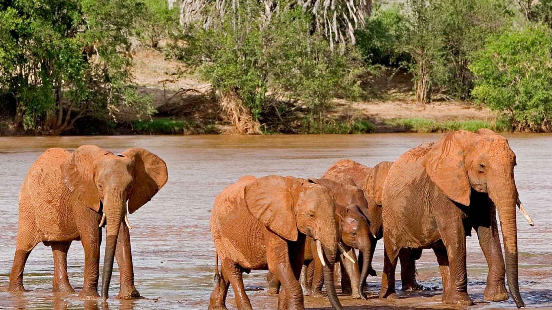 4 Days Tsavo East, Tsavo West & Amboseli Safari from Mombasa
