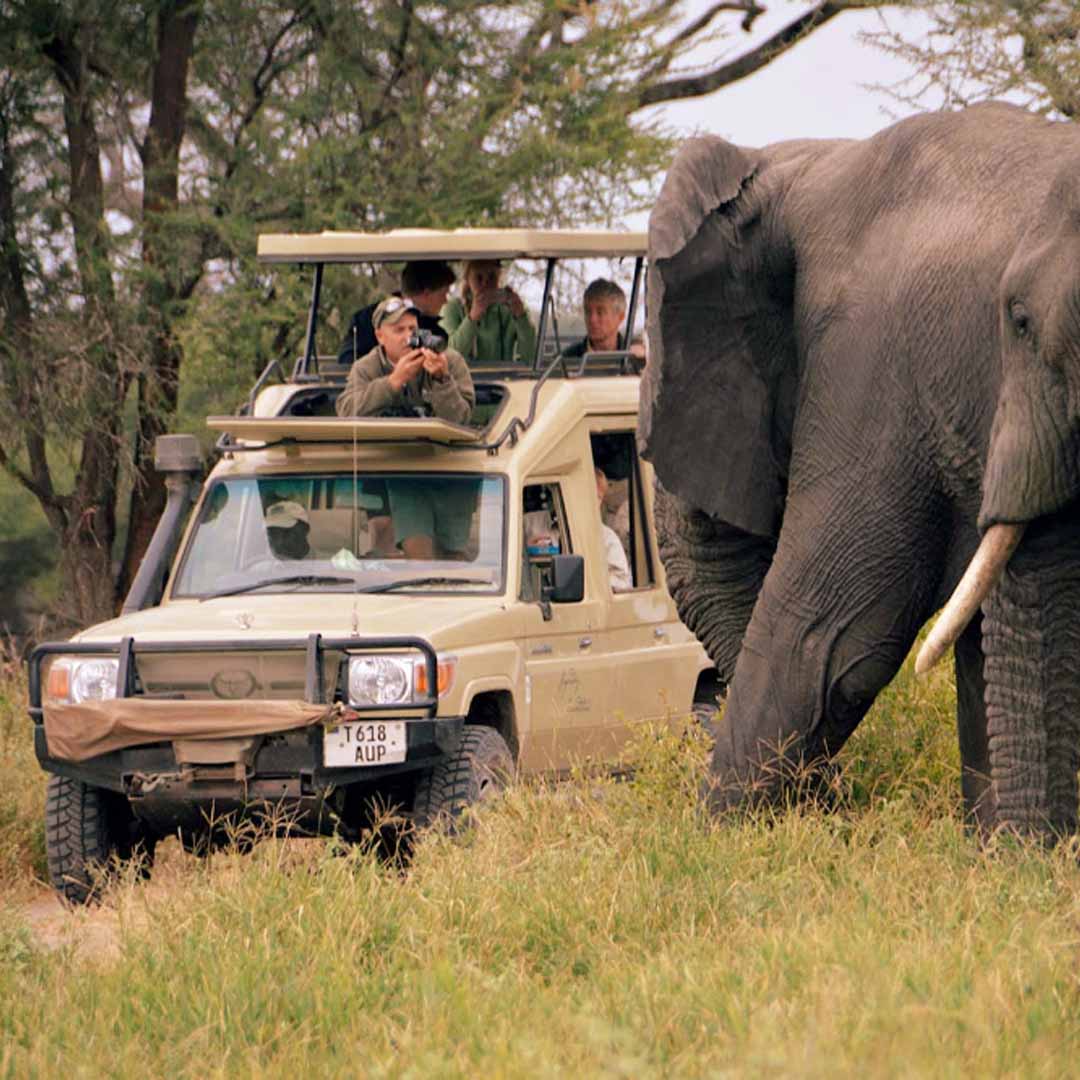 Wildlife Safaris