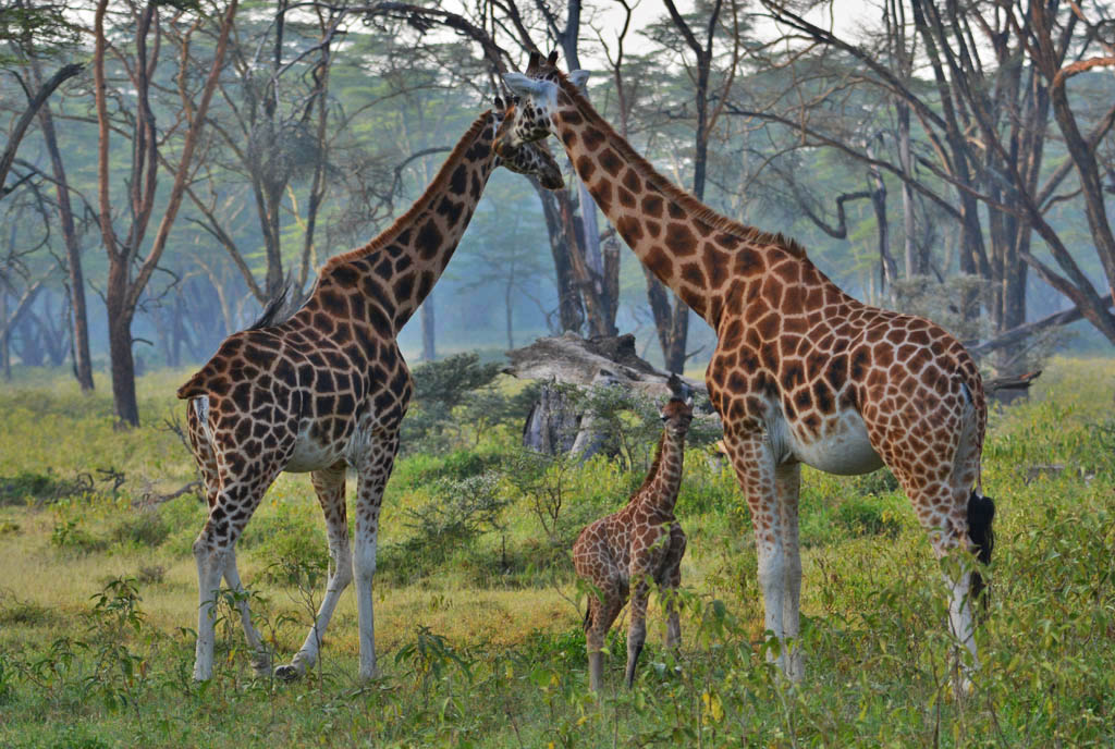 5 Days Mara, L.Nakuru & L.Naivasha safari