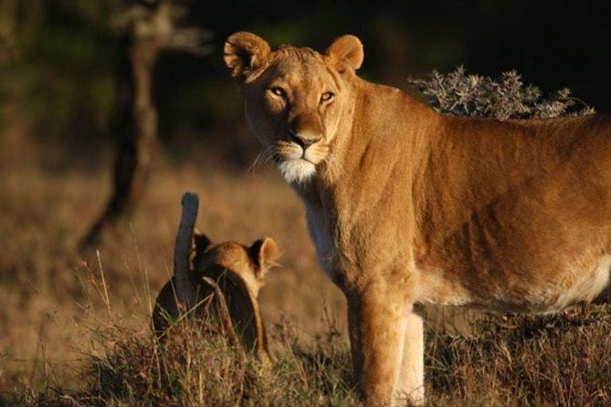 6 Days Budget Safari (Ol Pejeta, Lake Nakuru & Maasai Mara